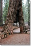 California Tunnel Tree